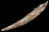 Hybodus Shark Dorsal Spine - Cretaceous #73115-1